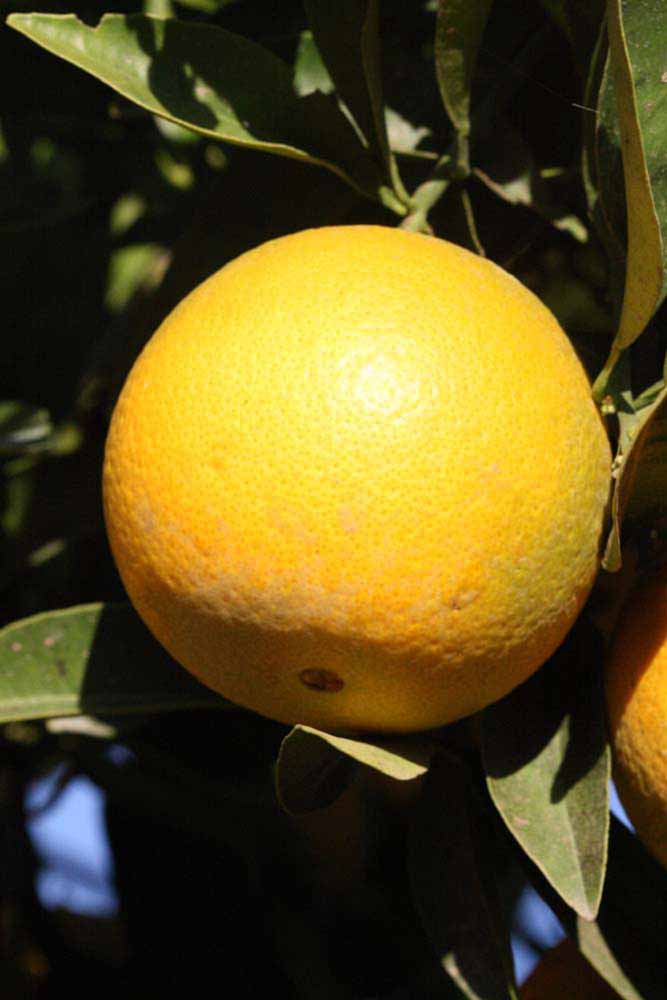              Fruit (Riverside, CA)       